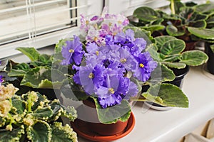 African violet, Saintpaulia flower on window sill photo