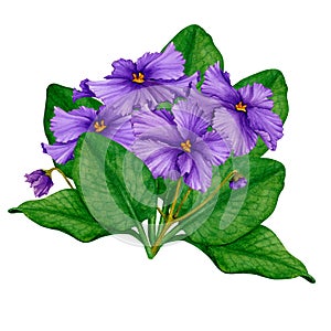 African Violet (Saintpaulia) flowers. Hand drawn watercolor.