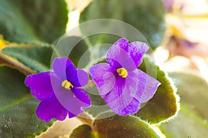 African violet. Saintpaulia ionantha