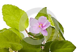 African violet - saintpaulia ionantha