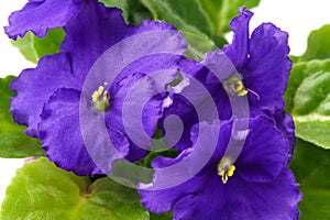 African violet Saintpaulia ionantha inflorescence macro on white background