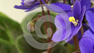 African Violet(Saintpaulia sp.) Flower Time-lapse
