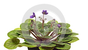 African Violet(Saintpaulia sp.) Flower Time-lapse