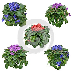 African violet. Set of flowers isolated on white background