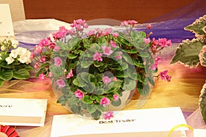 African violet trailer Jersey Girl photo