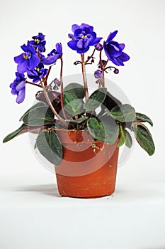 An African Violet on White