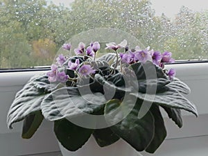 African Violet on Windowsill