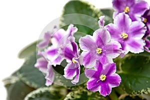 African violets as a postal card