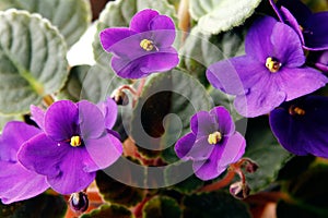 African Violets (saintpaulia) photo