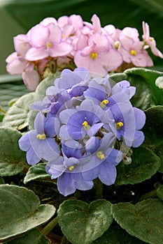 African Violets (saintpaulia)