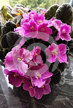 African violets Saintpaulia ionantha.
