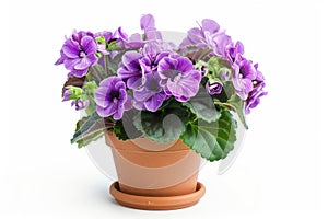 African Violets (Saintpaulia ionantha) in Flowerpot Closeup, African Violets Macro House Plant