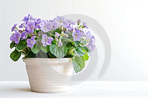 African Violets (Saintpaulia ionantha) in Flowerpot Closeup, African Violets Macro House Plant