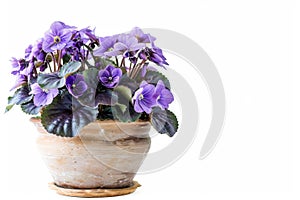 African Violets (Saintpaulia ionantha) in Flowerpot Closeup, African Violets Macro House Plant