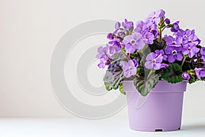 African Violets (Saintpaulia ionantha) in Flowerpot Closeup, African Violets Macro House Plant