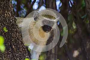 African Vivid Monkey sitting in the tree