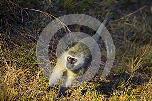 African Vivid Monkey Walking along the road