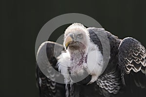 African vulture (Gyps rueppellii) perched on a tree