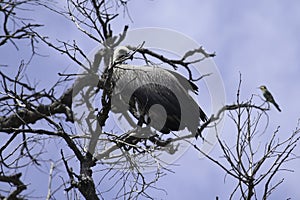 African Vulture scouting from a tree