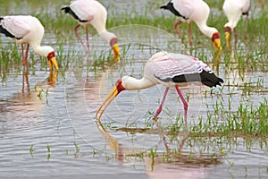 African wading stork, Yellow billed stork Wood stork, Wood ibis foraging for fish in water at Lake Manyara, Tanzania, East