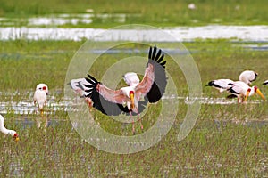 African wading stork, Yellow billed stork Wood stork, Wood ibis landing at Lake Manyara, Tanzania, Africa