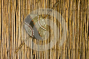 African Warrior Shield