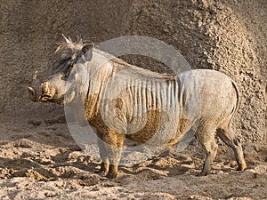 African Warthog photo
