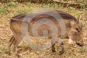 African warthog