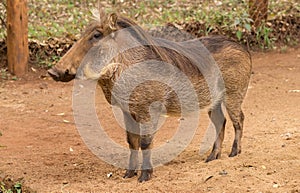 African warthog