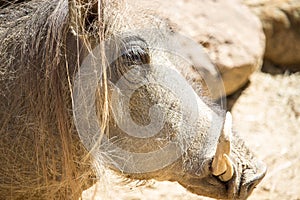 African Warthog