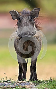African warthog face to face in the beautiful african habitat