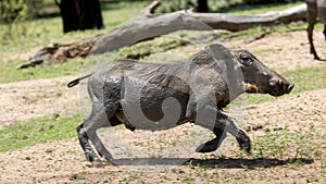 African warthog photo