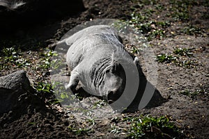 Warthog Resting