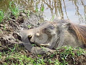 African Warthog in Mud