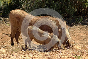 African Warthogs