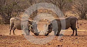 African Warthogs Confrontation in Savanna