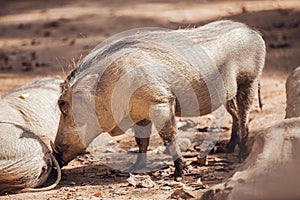 African warthogs profile portrait