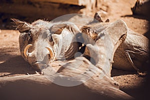 African warthogs sleeping profile portrait
