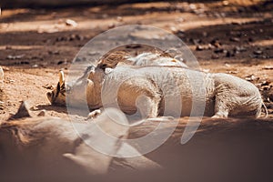 African warthogs sleeping profile portrait