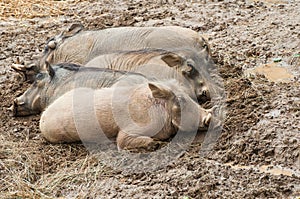 African warthogs