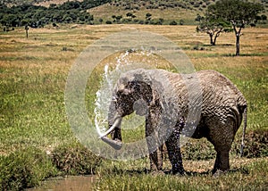 African Water Bathing in Amboseli Africa