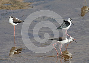 African water birds looking for food