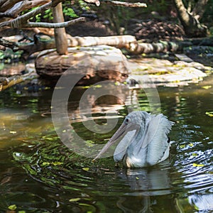 African water birds, Pink-backed Pelican Pelecanus rufescens swimming in the water and looking for food in the park habitats