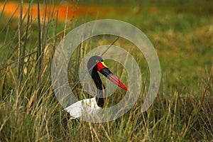 African Water Birds Saddle-billed Stork hiding in the grass