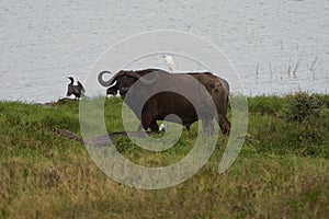 African Water buffalo Serengeti - Syncerus caffer Big Five Safari