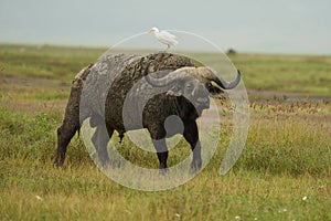 African Water buffalo Serengeti - Syncerus caffer Big Five Safari