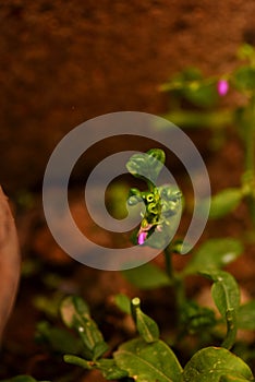 African Water leaf with a single budding flower and purple petals