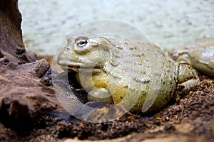 African water pot amphibian frog toad