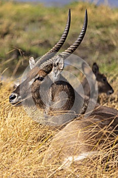 African Waterbuck Laying Down