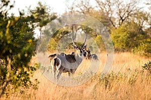 African Waterbuck in a South African wildlife reserve